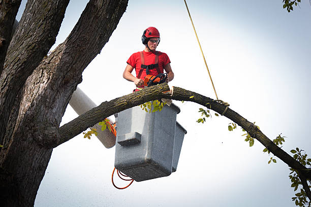 Reliable Glasgow, DE Tree Removal Solutions